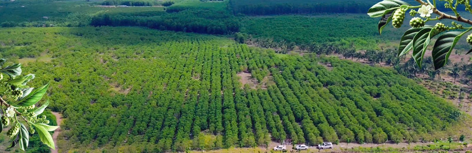 Vùng trồng nhàu chuyên canh tại Xuyên Mộc